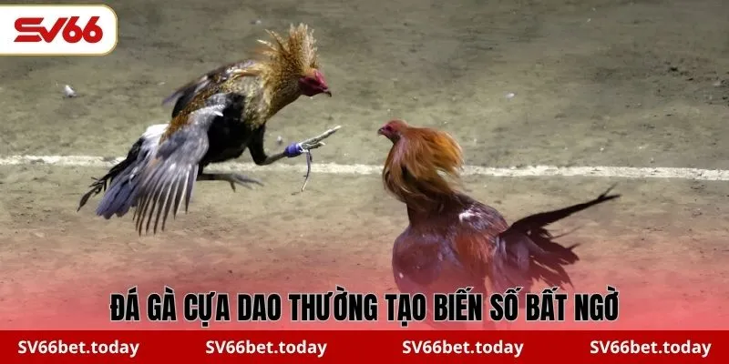 Đá gà cựa dao thường tạo biến số bất ngờ
