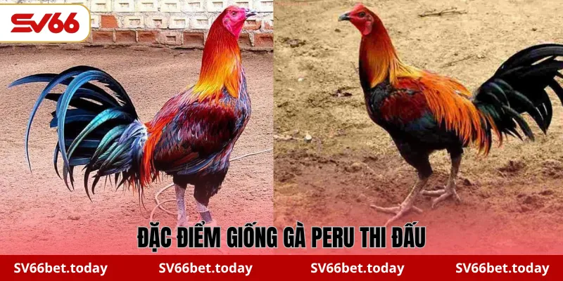 Đặc điểm giống gà Peru thi đấu