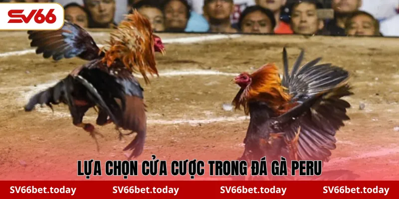 Lựa chọn cửa cược trong đá gà Peru