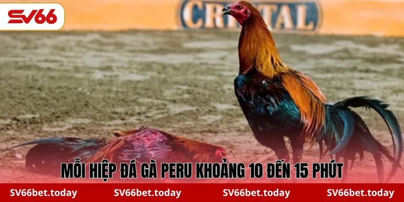 Mỗi hiệp đá gà Peru khoảng 10 đến 15 phút