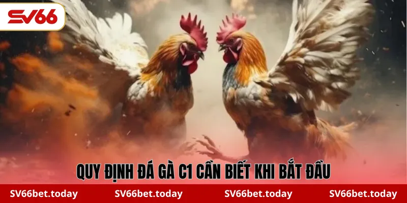 Quy định đá gà C1 cần biết khi bắt đầu