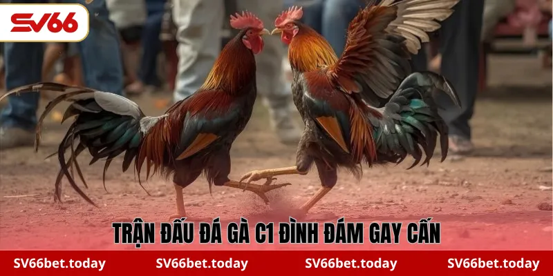 Trận đấu đá gà C1 đình đám gay cấn