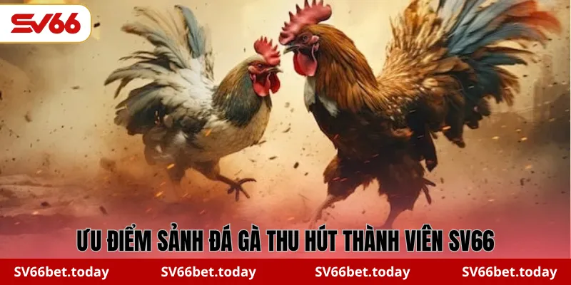 Ưu điểm sảnh đá gà thu hút thành viên SV66